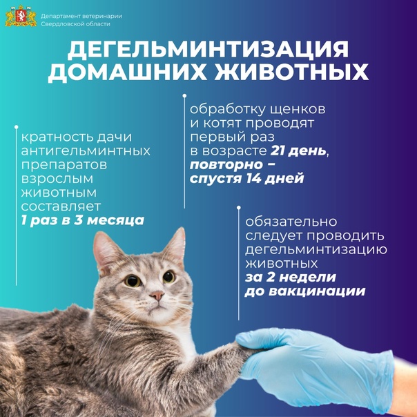 дегельмин3.jpg