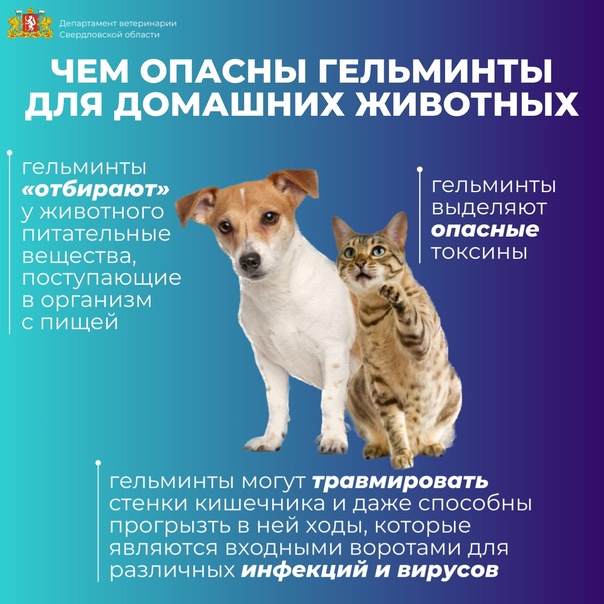 дегельмин1.jpg