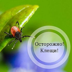 В Новоуральском городском округе начался сезон активности клещей